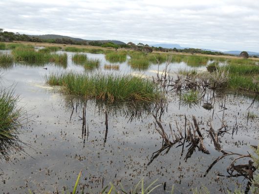 Lake in Narawntapu N.P.